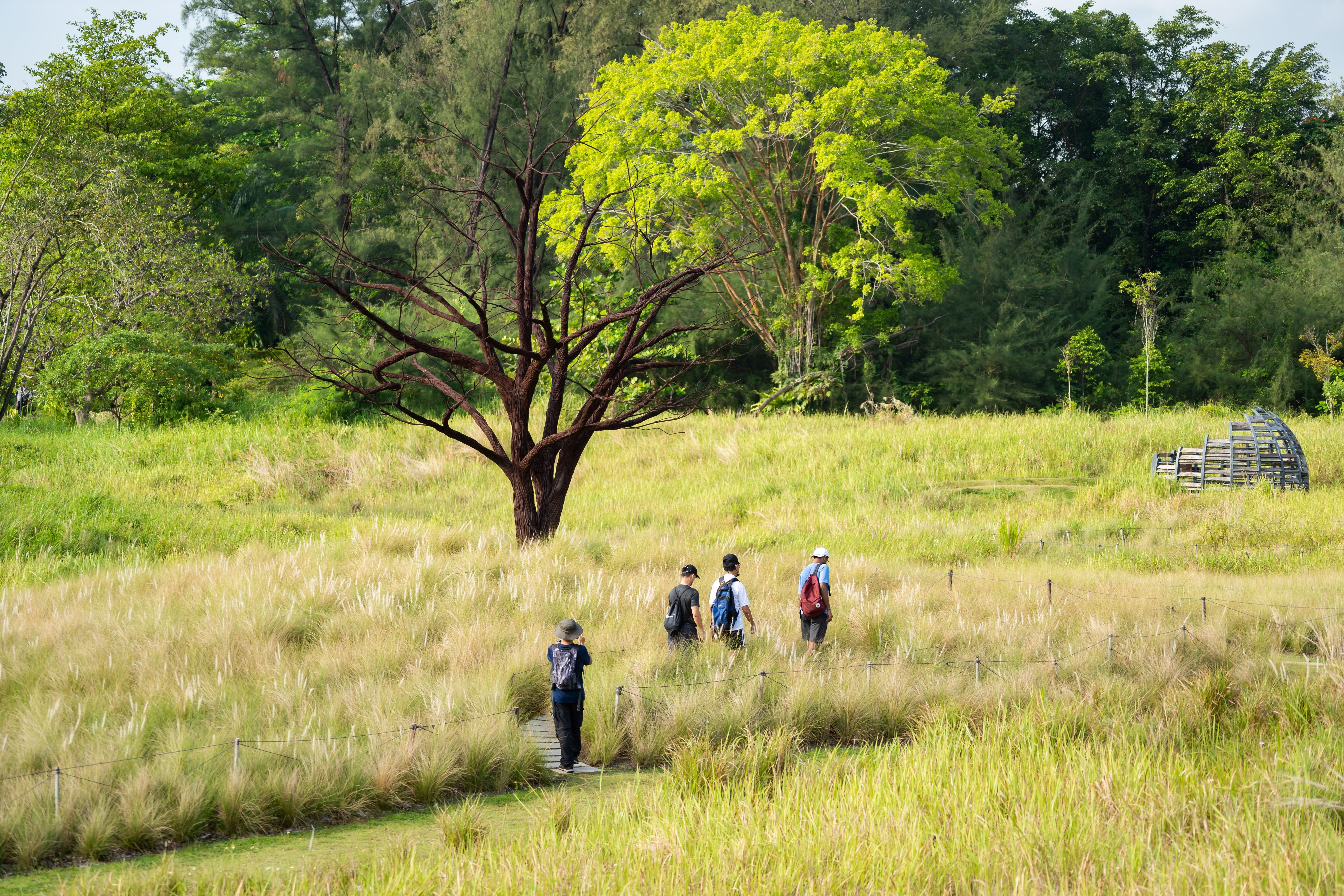 Grasslands